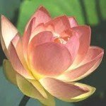 Lotus, The Fundamentals of Meditation Practice ebook