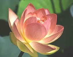 Lotus, The Fundamentals of Meditation Practice ebook