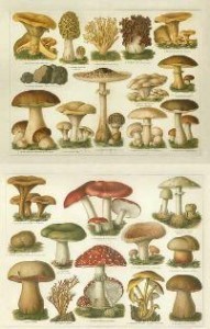MUSHROOMS RUSSIA AND HISTORY ebook pdf free download